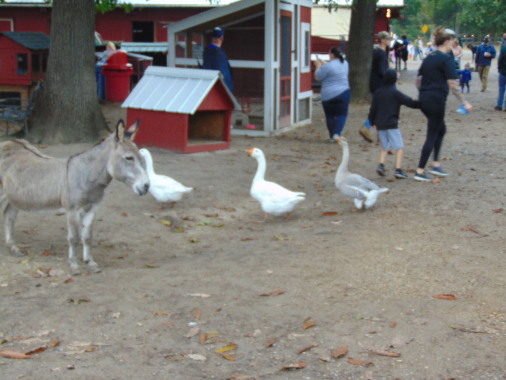 Farm gallery 10.JPG